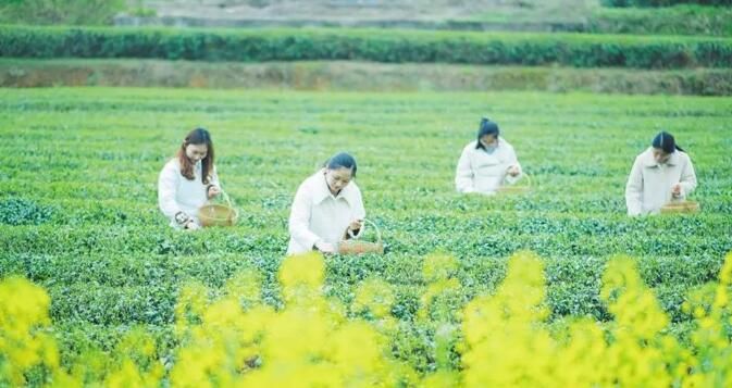 湖南长沙县：十万亩春茶采摘忙