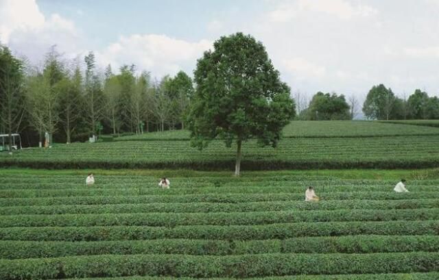 长沙县10万余亩春茶进入采摘季，将持续到5月初