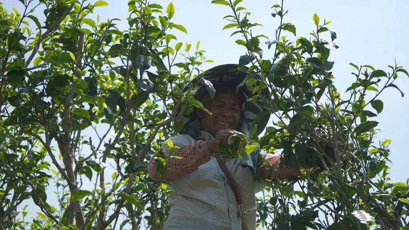 勐海贺建村：以茶产业谱写生态“致富经”