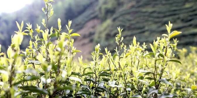甘肃文县	：“茶旅”融合助农增收 茶产业越做越大 