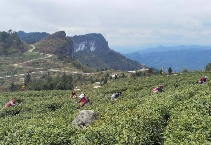 思南县：15.08万亩茶园进入春茶采收季 