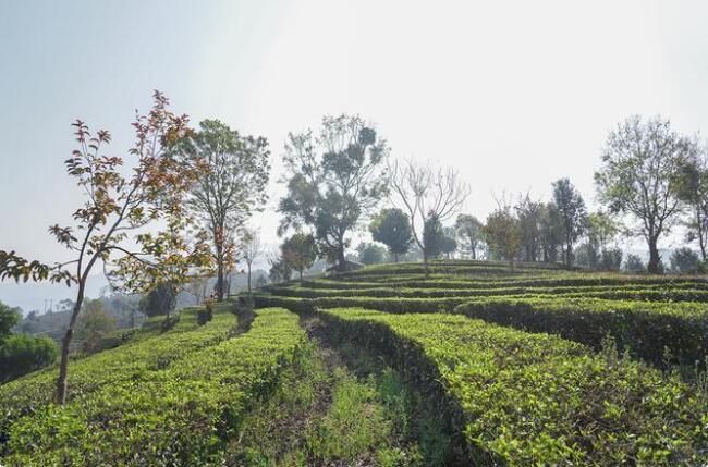 孟连茶产业	：从有机到“有效的有机” 