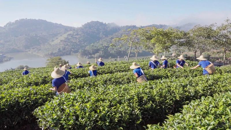 让普洱茶走进寻常百姓家：普洱市茶产业发展的愿景（1） 