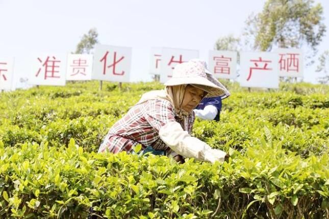 广西贵港：茶农采茶忙