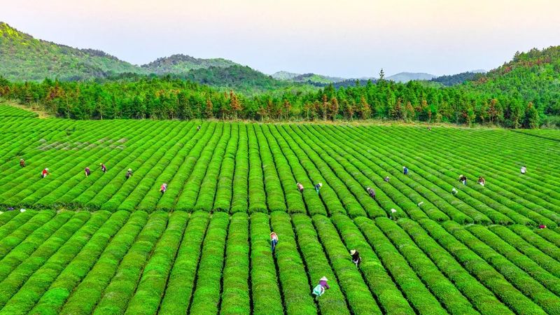 安徽省春茶开采动态发布（第五期）