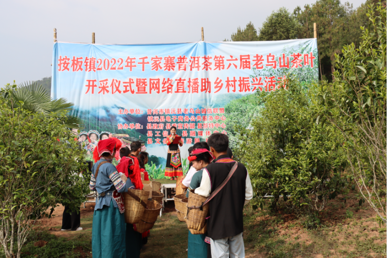 镇沅县春茶开采 推进老乌山茶产业健康发展 