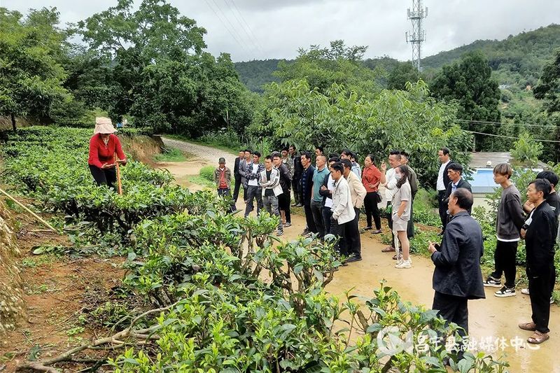 ​昌寧溫泉：茶葉技術培訓到村組 助農增收促振興 - 茶友網(原中國普洱茶網)