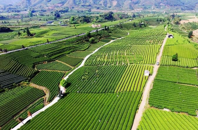 松阳 方针助力茶工业高质量开展 带动茶人增收致富