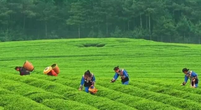 丹寨茶园自然环境“纯洁”，摄生品茶的极佳之地