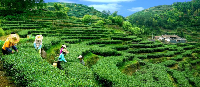 安溪铁观音：千年茶乡走出的世界茶名片 - 茶友网(原中国普洱茶网)