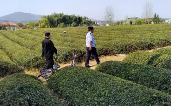 偷采茶叶，通城6人被依法行政拘留！