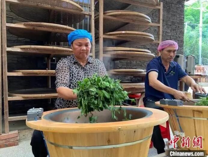 科技赋能使广西六堡茶工业产量、产量 “双倍增”