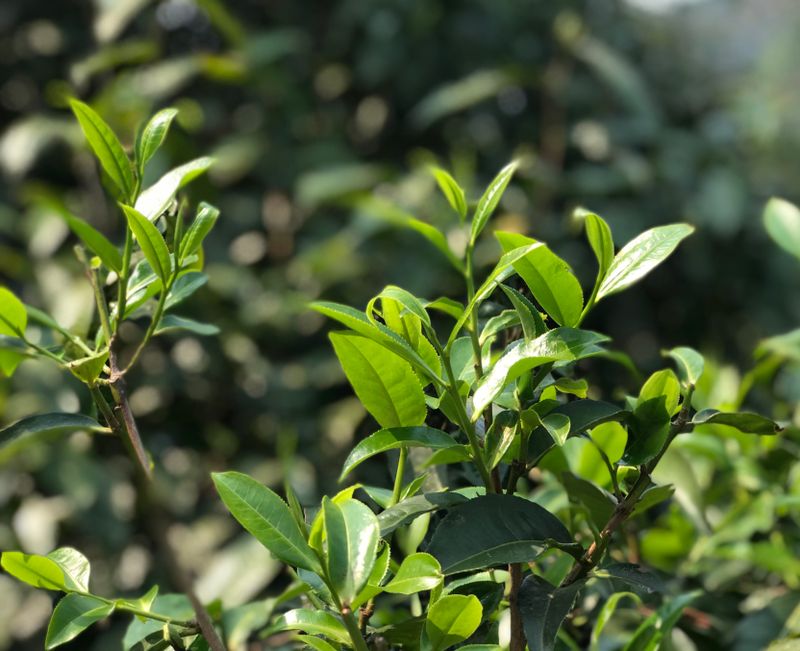 上一年全国茶叶内销总额超3395亿元，同比增加8.82%，茶工业大有可为