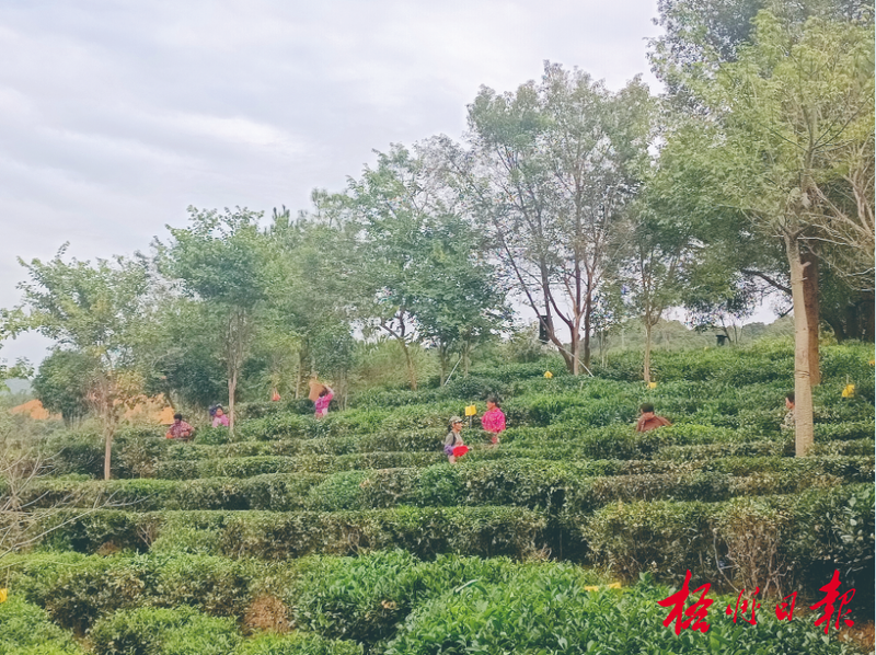 梧州市厚实推动六堡茶全产业链健康发展