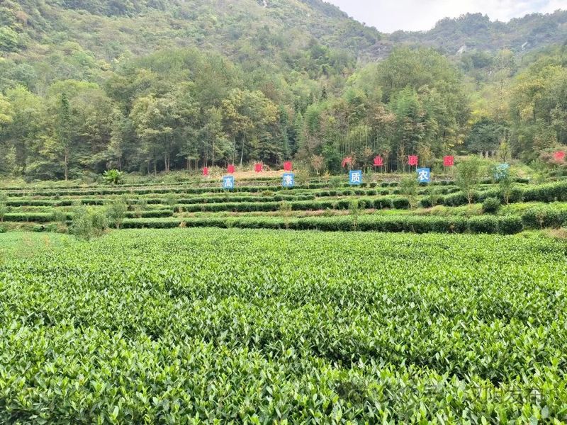 汉阴凤凰山茶场被认定为省级生态农场