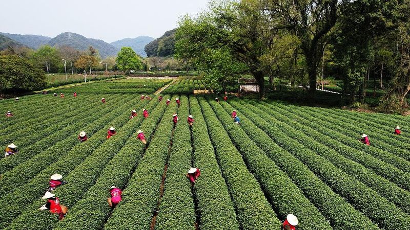 茶芽尚未萌动，寒潮南下对杭州西湖龙井茶长势、产量影响不大 - 茶友网(原中国普洱茶网)